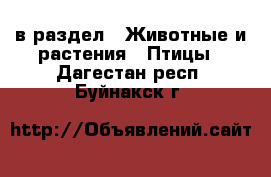  в раздел : Животные и растения » Птицы . Дагестан респ.,Буйнакск г.